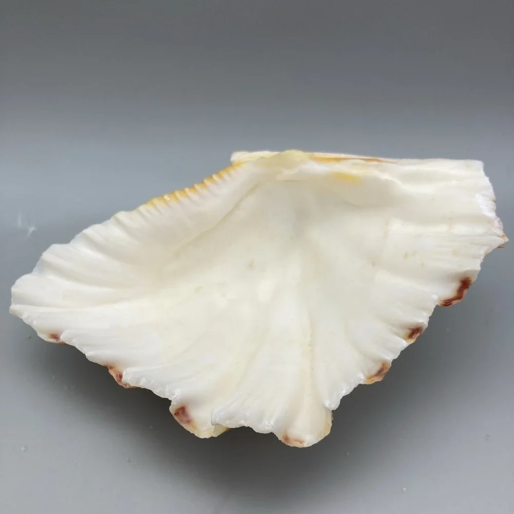 Vintage 1960's Sea Shell Appetizer Pick Set Large Main Shell 32  Toothpicks